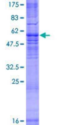 SDS-PAGE: Recombinant Human MRGX3 GST (N-Term) Protein [H00117195-P01]