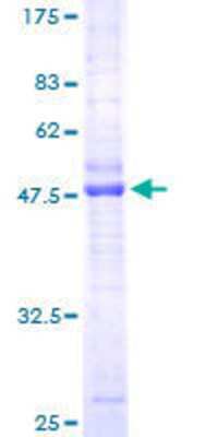 SDS-PAGE: Recombinant Human CMTM3 GST (N-Term) Protein [H00123920-P01]