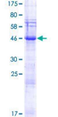 SDS-PAGE: Recombinant Human SPACA3 GST (N-Term) Protein [H00124912-P01]