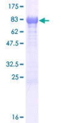 SDS-PAGE: Recombinant Human EFCAB13 GST (N-Term) Protein [H00124989-P01]