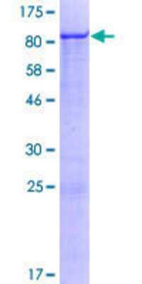 SDS-PAGE: Recombinant Human ZNF543 GST (N-Term) Protein [H00125919-P01]