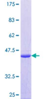 SDS-PAGE: Recombinant Human TRA16 GST (N-Term) Protein [H00126382-P01]