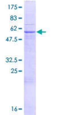 SDS-PAGE: Recombinant Human PUSL1 GST (N-Term) Protein [H00126789-P01]