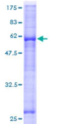 SDS-PAGE: Recombinant Human ASB17 GST (N-Term) Protein [H00127247-P01]