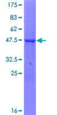 SDS-PAGE: Recombinant Human TMCO2 GST (N-Term) Protein [H00127391-P01]