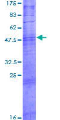 SDS-PAGE: Recombinant Human OR10T2 GST (N-Term) Protein [H00128360-P01]