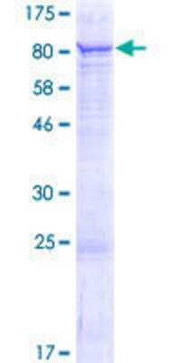 SDS-PAGE: Recombinant Human CLHC1 GST (N-Term) Protein [H00130162-P01]