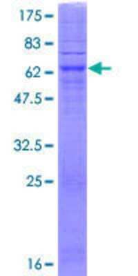 SDS-PAGE: Recombinant Human Sphingosine 1 phosphate phosphatase 2 GST (N-Term) Protein [H00130367-P01]