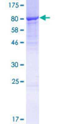 SDS-PAGE: Recombinant Human CPNE4 GST (N-Term) Protein [H00131034-P01]