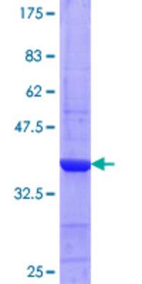 SDS-PAGE: Recombinant Human CPNE4 GST (N-Term) Protein [H00131034-Q03]