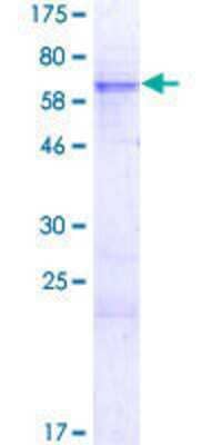 SDS-PAGE: Recombinant Human Rex-1/ZFP42 GST (N-Term) Protein [H00132625-P01]