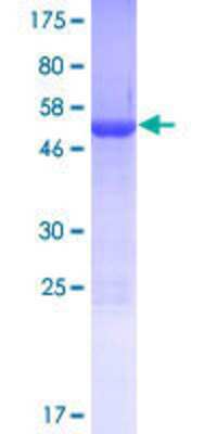 SDS-PAGE: Recombinant Human PDCL2 GST (N-Term) Protein [H00132954-P01]