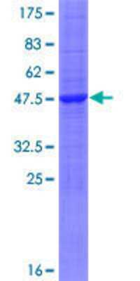 SDS-PAGE: Recombinant Human HINT3 GST (N-Term) Protein [H00135114-P01]