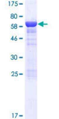 SDS-PAGE: Recombinant Human ASZ1 GST (N-Term) Protein [H00136991-P01]