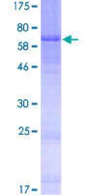 SDS-PAGE: Recombinant Human DCAF4L2 GST (N-Term) Protein [H00138009-P01]