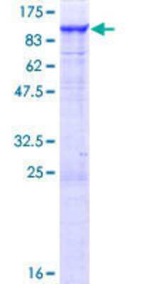 SDS-PAGE: Recombinant Human PTPDC1 GST (N-Term) Protein [H00138639-P01]