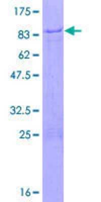 SDS-PAGE: Recombinant Human ZNF358 GST (N-Term) Protein [H00140467-P01]