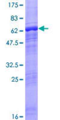 SDS-PAGE: Recombinant Human ACTRT2 GST (N-Term) Protein [H00140625-P01]