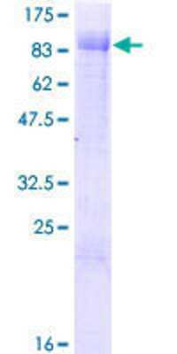 SDS-PAGE: Recombinant Human ZBTB46 GST (N-Term) Protein [H00140685-P01]