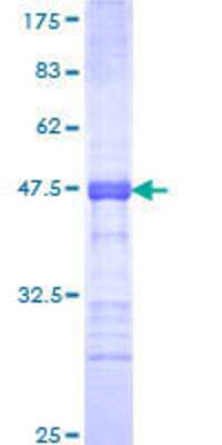 SDS-PAGE: Recombinant Human BORIS GST (N-Term) Protein [H00140690-Q01]