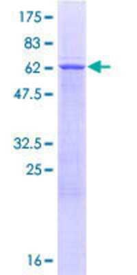 SDS-PAGE: Recombinant Human TRUB1 GST (N-Term) Protein [H00142940-P01]