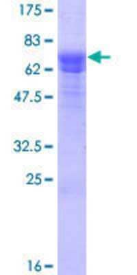 SDS-PAGE: Recombinant Human SESN3 GST (N-Term) Protein [H00143686-P01]