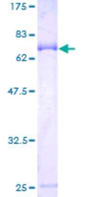 SDS-PAGE: Recombinant Human LACC1 GST (N-Term) Protein [H00144811-P01]