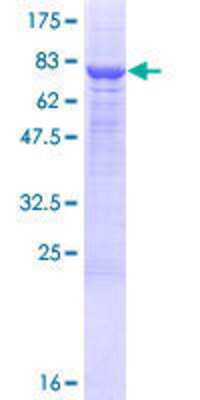 SDS-PAGE: Recombinant Human PM20D1 GST (N-Term) Protein [H00148811-P01]