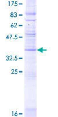 SDS-PAGE: Recombinant Human Cklfsf8 GST (N-Term) Protein [H00152189-P02]