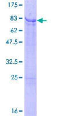 SDS-PAGE: Recombinant Human IRX2 GST (N-Term) Protein [H00153572-P01]