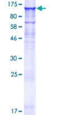 SDS-PAGE: Recombinant Human IQUB GST (N-Term) Protein [H00154865-P01]