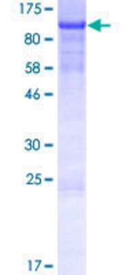 SDS-PAGE: Recombinant Human KIAA1958 GST (N-Term) Protein [H00158405-P01]