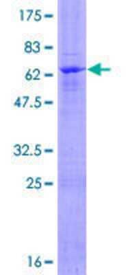 SDS-PAGE: Recombinant Human ZNF475 GST (N-Term) Protein [H00162239-P01]