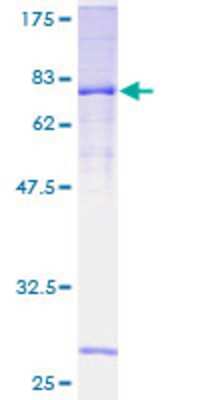 SDS-PAGE: Recombinant Human FBXO39 GST (N-Term) Protein [H00162517-P01]