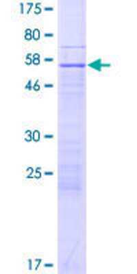 SDS-PAGE: Recombinant Human ZNF781 GST (N-Term) Protein [H00163115-P01]