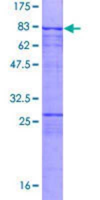 SDS-PAGE: Recombinant Human SASS6 GST (N-Term) Protein [H00163786-P01]