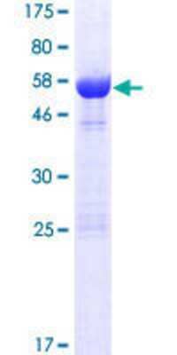 SDS-PAGE: Recombinant Human LIX1 GST (N-Term) Protein [H00167410-P01]