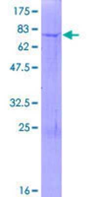 SDS-PAGE: Recombinant Human GALNTL5 GST (N-Term) Protein [H00168391-P01]