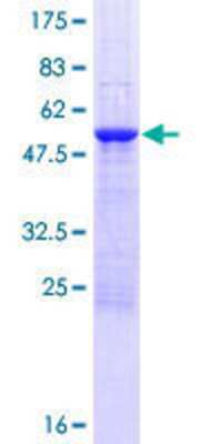 SDS-PAGE: Recombinant Human FAM9B GST (N-Term) Protein [H00171483-P01]