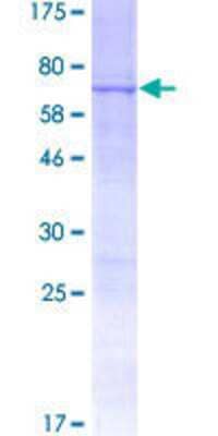 SDS-PAGE: Recombinant Human RNF215 GST (N-Term) Protein [H00200312-P01]