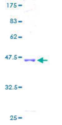 SDS-PAGE: Recombinant Human ADCK5 GST (N-Term) Protein [H00203054-P01]