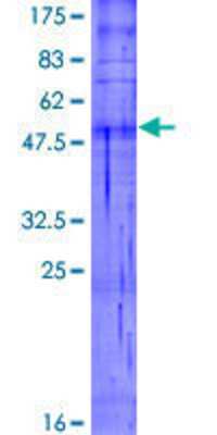 SDS-PAGE: Recombinant Human OR5R1 GST (N-Term) Protein [H00219479-P01]