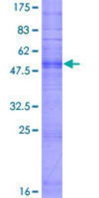 SDS-PAGE: Recombinant Human OR10G8 GST (N-Term) Protein [H00219869-P01]