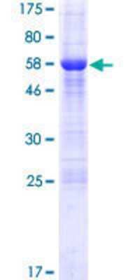 SDS-PAGE: Recombinant Human FAM124A GST (N-Term) Protein [H00220108-P01]