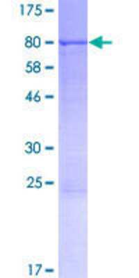 SDS-PAGE: Recombinant Human CPNE2 GST (N-Term) Protein [H00221184-P01]