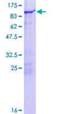 SDS-PAGE: Recombinant Human FGD2 GST (N-Term) Protein [H00221472-P01]