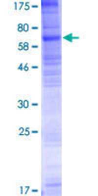 SDS-PAGE: Recombinant Human SLC35F1 GST (N-Term) Protein [H00222553-P01]