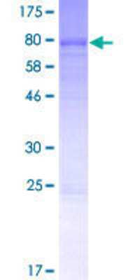 SDS-PAGE: Recombinant Human LACE1 GST (N-Term) Protein [H00246269-P01]