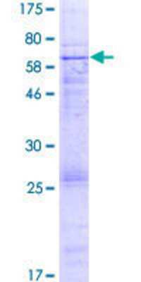 SDS-PAGE: Recombinant Human EPHX4 GST (N-Term) Protein [H00253152-P01]