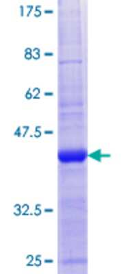 SDS-PAGE: Recombinant Human CNIH2 GST (N-Term) Protein [H00254263-P01]